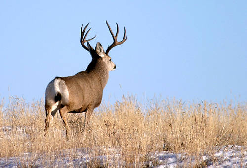 Saskatchewan - Hard Horned II