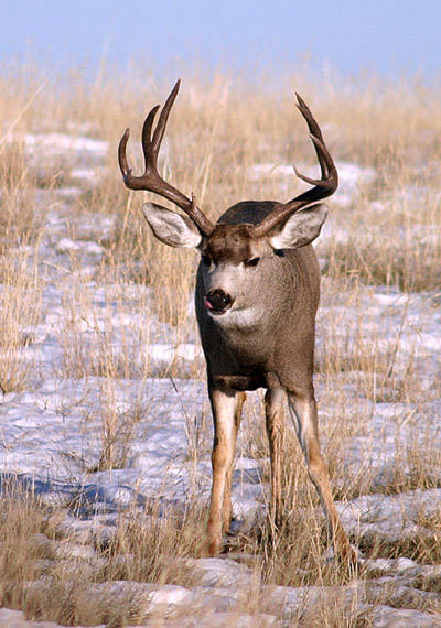Saskatchewan - Hard Horned II