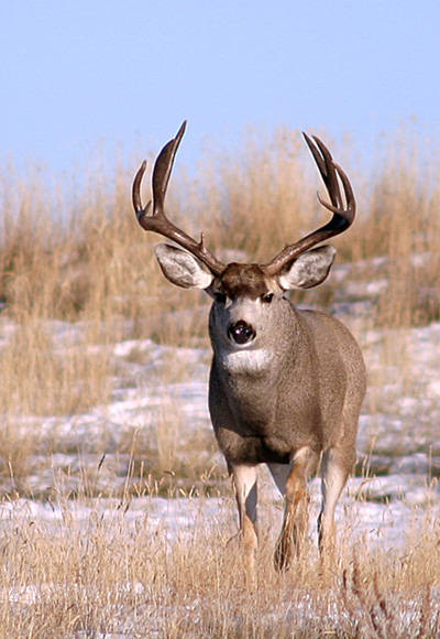 Saskatchewan - Hard Horned II
