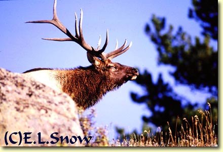 Thunder Bulls II -- By Edward Snow