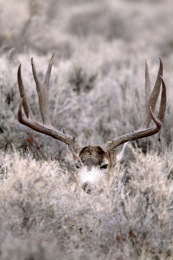 Mega Bucks II