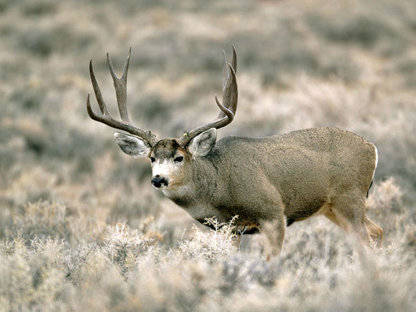 Mega Bucks II