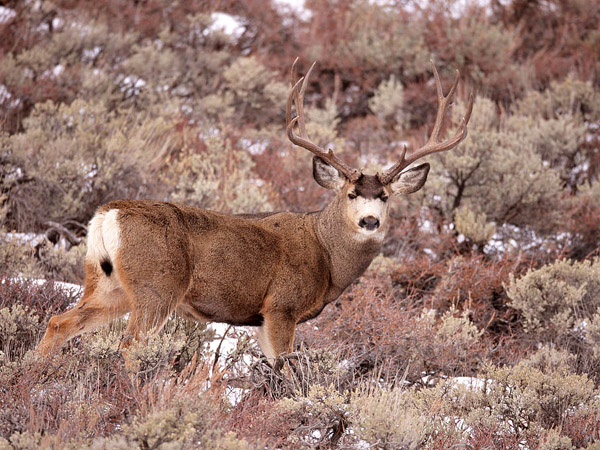 Mega Bucks II