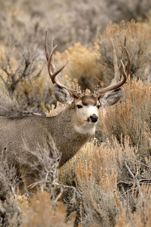 Mega Bucks II