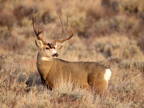 Mega Bucks II