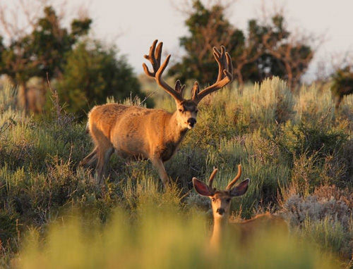 Awesome Velvet Bucks