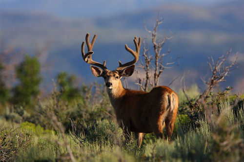 Awesome Velvet Bucks