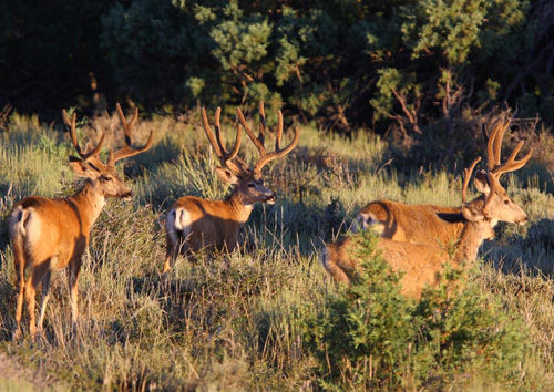 Awesome Velvet Bucks