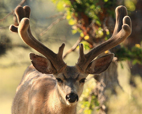 Awesome Velvet Bucks