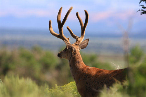 Awesome Velvet Bucks