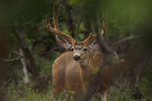 Awesome Velvet Bucks