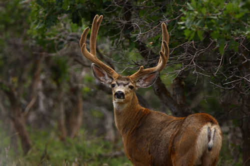 Awesome Velvet Bucks