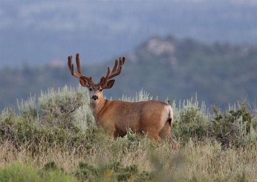 Awesome Velvet Bucks