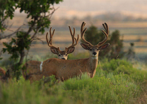Awesome Velvet Bucks