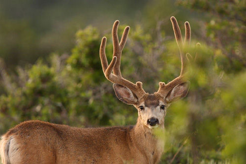 Awesome Velvet Bucks