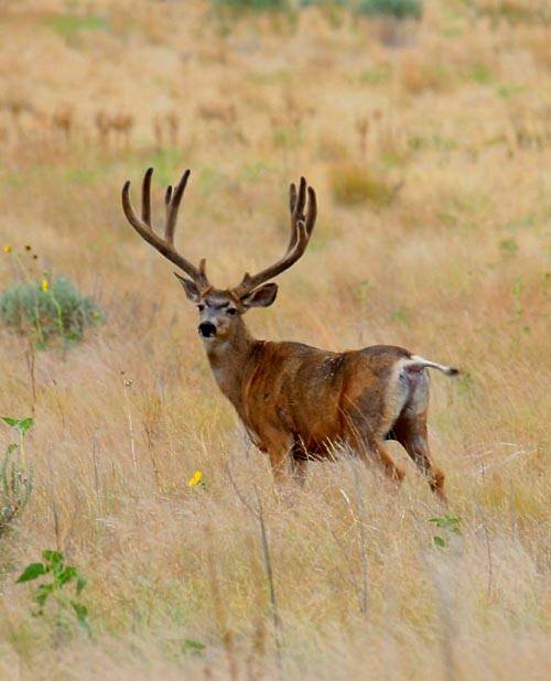 Bucks-n-Bulls II