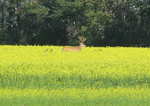 Northern Velvet II