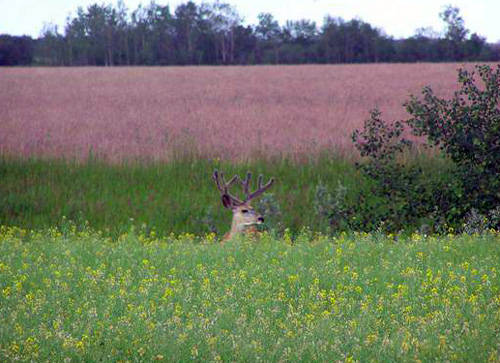 Northern Velvet II