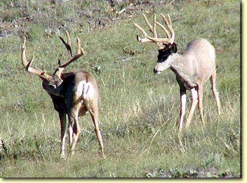 Saskatchewan Velvet