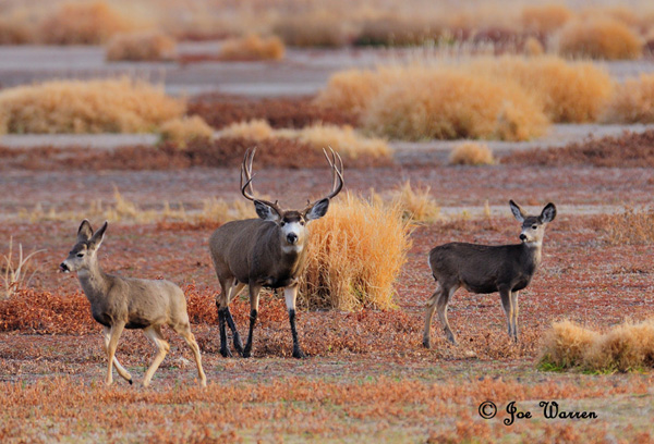 Ruttin' Muleys