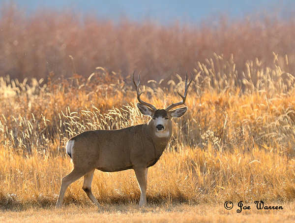 Ruttin' Muleys