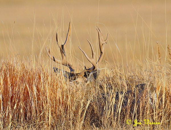 Ruttin' Muleys