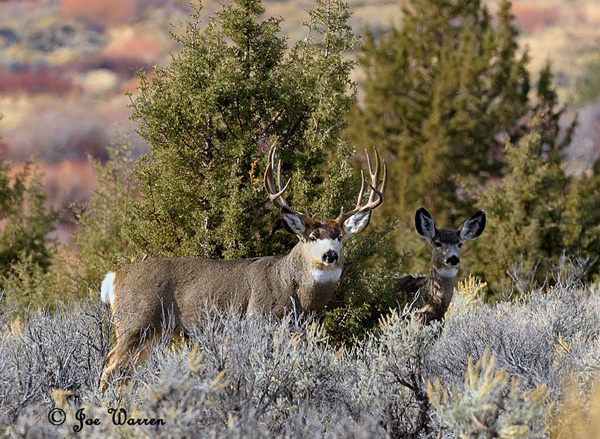 Ruttin' Muleys