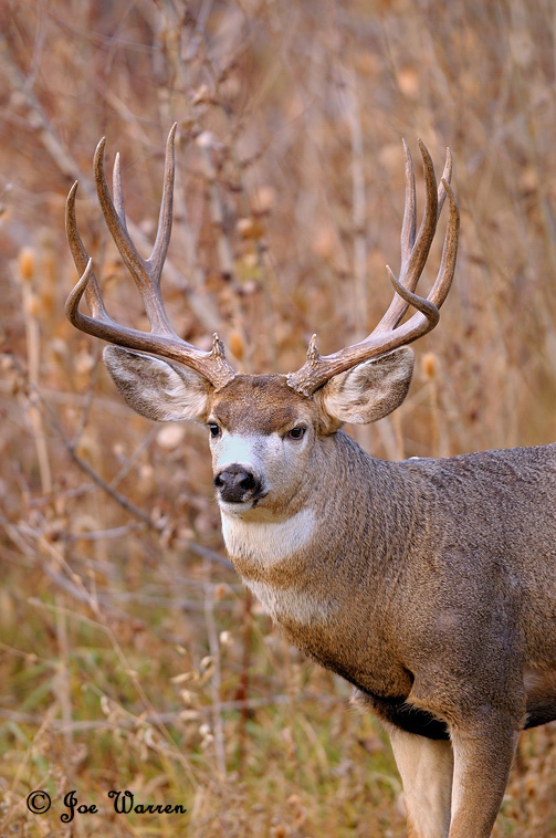 Ruttin' Muleys