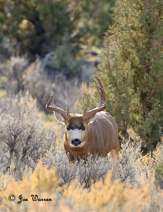 Ruttin' Muleys