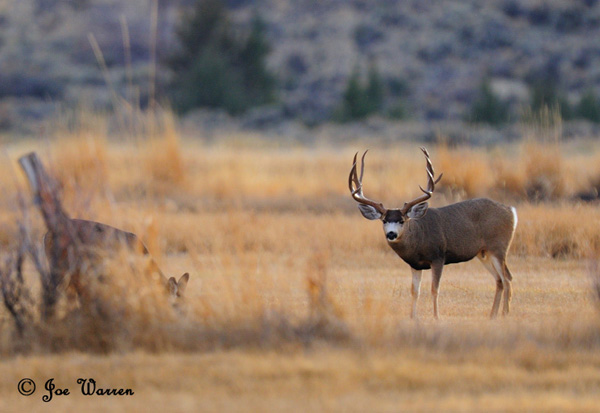 Ruttin' Muleys