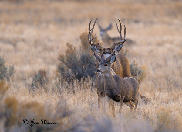 Ruttin' Muleys