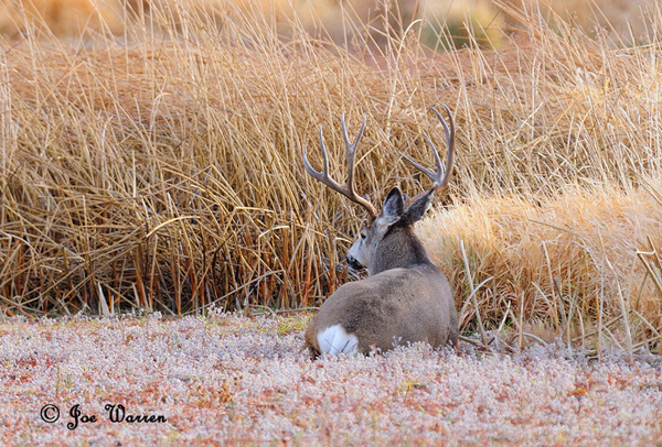 Ruttin' Muleys