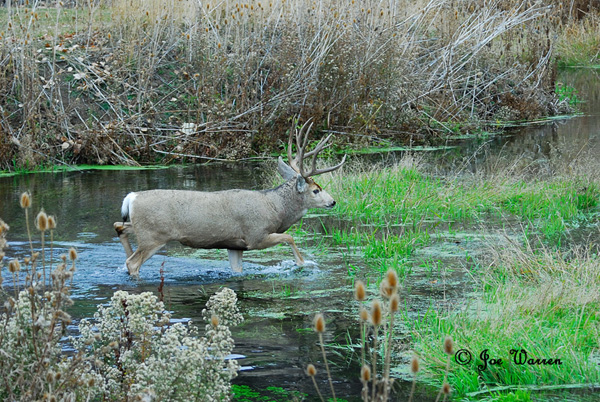 Ruttin' Muleys