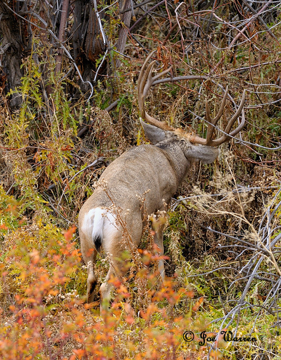 Ruttin' Muleys