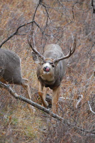 Nuts About Bucks V