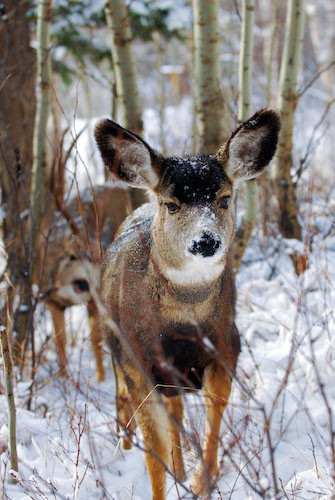 Nuts About Bucks V