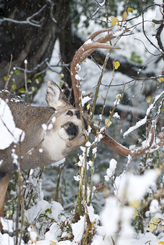 Nuts About Bucks V