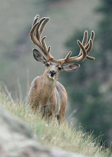 Velvet Muleys