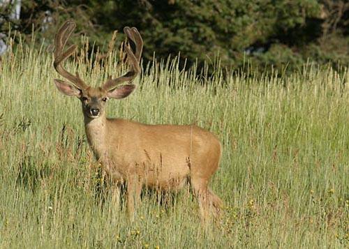 Velvet Muleys