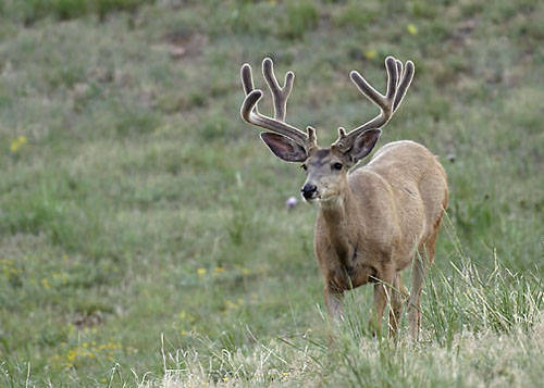 Velvet Muleys