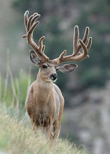 Velvet Muleys