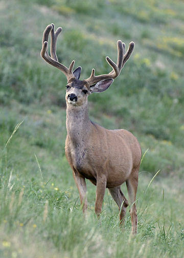 Velvet Muleys