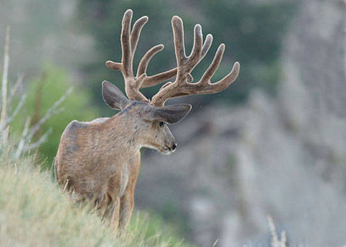 Velvet Muleys