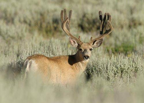 Velvet Muleys