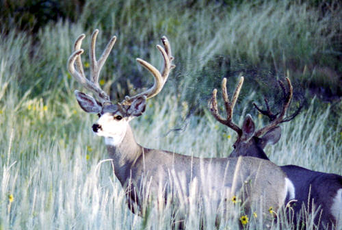 Colorado Trophy Bucks III