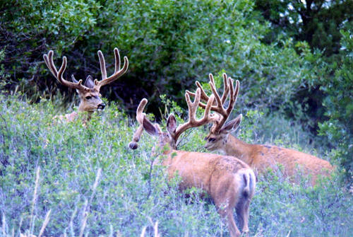 Colorado Trophy Bucks III