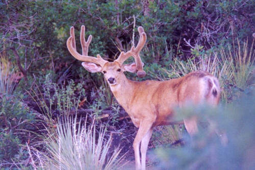 Colorado Trophy Bucks III