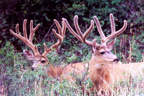 Colorado Trophy Bucks III