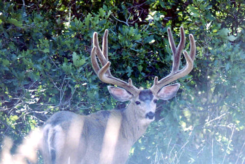 Colorado Trophy Bucks III