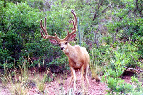 Colorado Trophy Bucks III